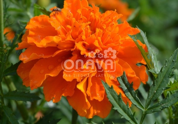 Tagetes patula Texana Deep Orange