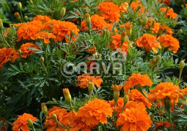 Tagetes patula Texana Deep Orange
