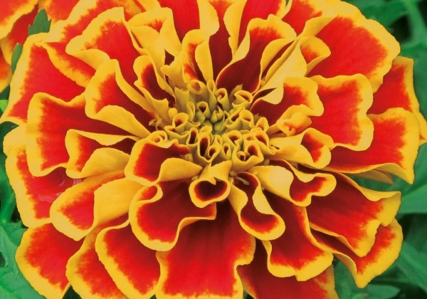 Tagetes patula Texana Flame