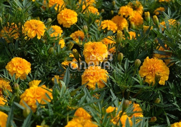 Tagetes patula Texana Gold