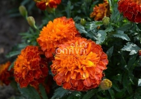 Tagetes patula Texana Harmony