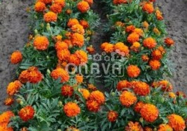Tagetes patula Texana Harmony