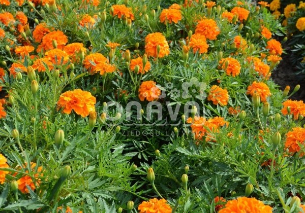 Tagetes patula Texana Orange