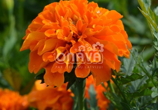 Tagetes patula Texana Orange