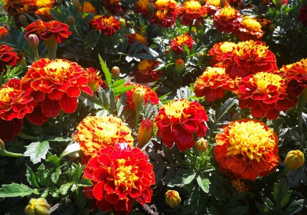 Tagetes patula Texana Spry
