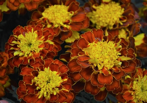 Tagetes patula Texana Spry