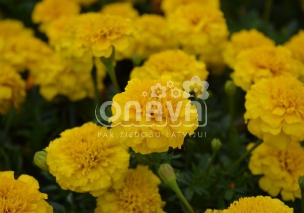 Tagetes patula Texana Yellow