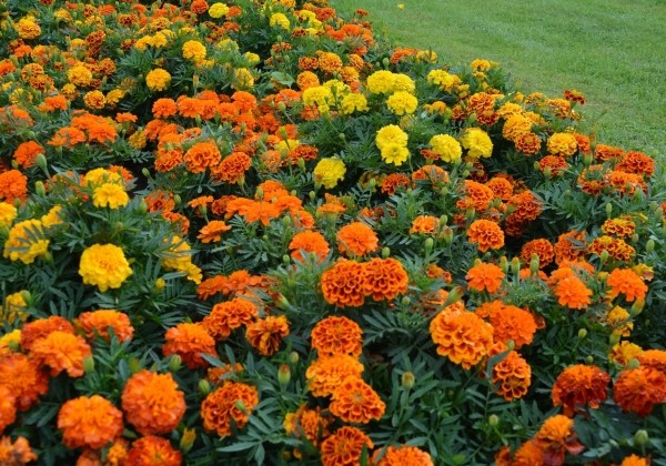 Tagetes patula Texana Elite Mix