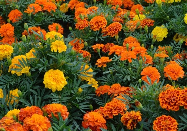 Tagetes patula Texana Elite Mix