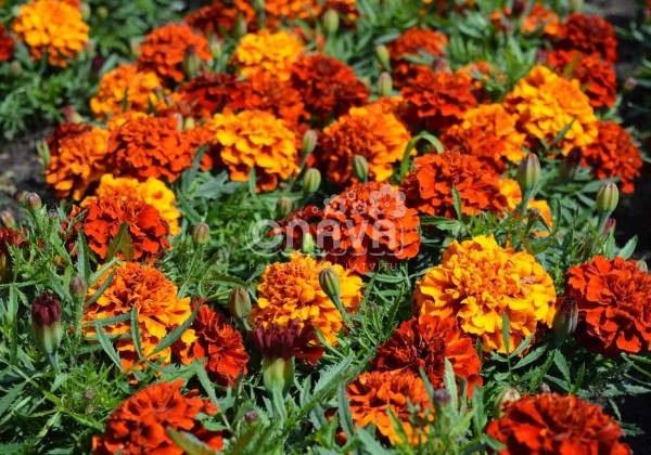 Tagetes patula Texana Special Fireball