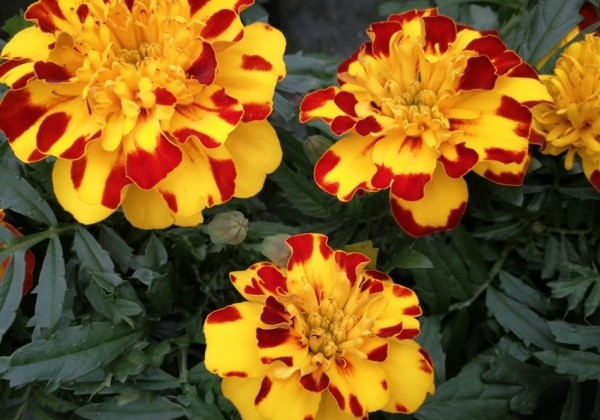 Tagetes patula Texana Special Flamenco