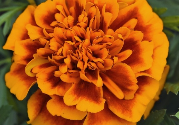 Tagetes patula Texana Special Flamenco