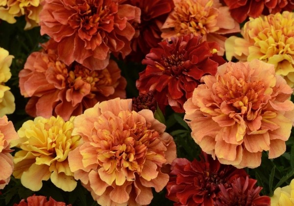 Tagetes patula Texana Special Strawberry Blonde