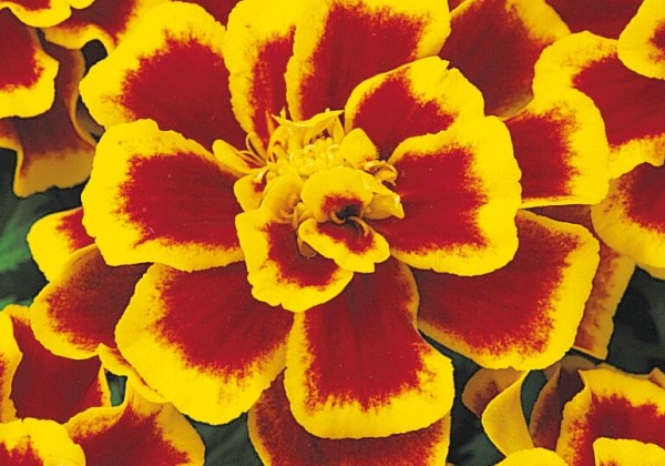 Tagetes patula Solena Bee