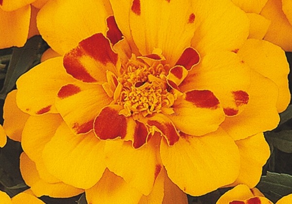 Tagetes patula Solena Bolero