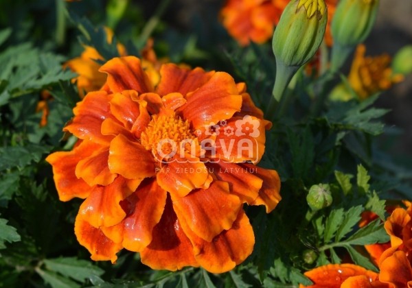 Tagetes patula Solena Flame