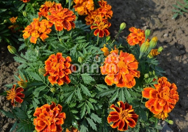 Tagetes patula Solena Flame