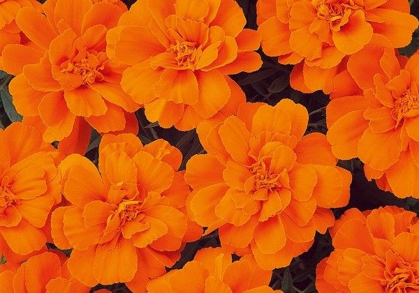 Tagetes patula Solena Orange