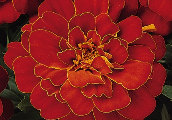 Tagetes patula Solena Red