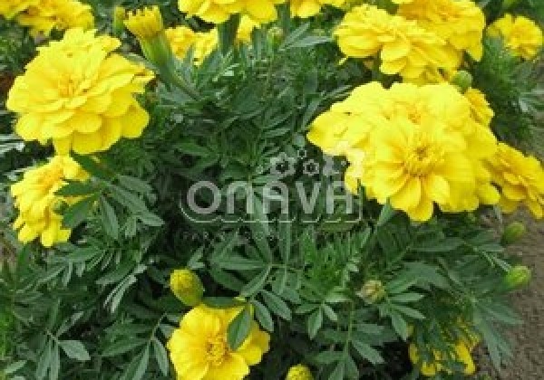 Tagetes patula Solena Yellow