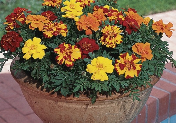 Tagetes patula Solena Mix