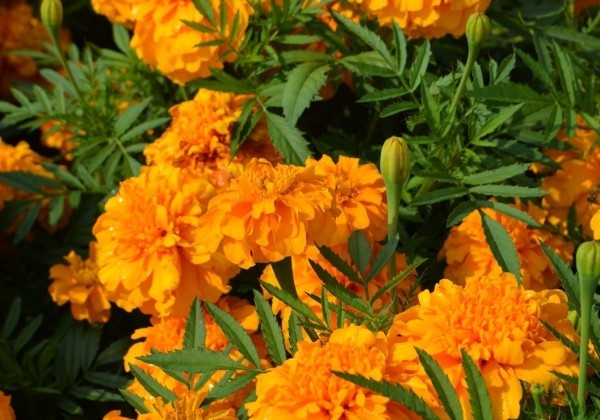 Tagetes patula Zenith Orange