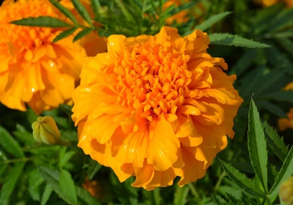 Tagetes patula Zenith Orange