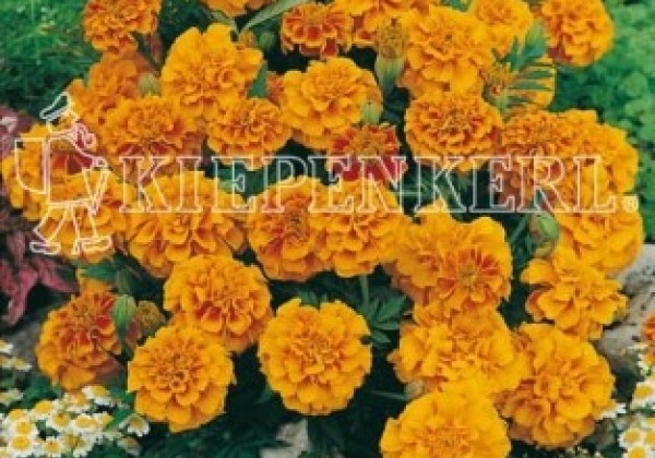 Tagetes patula Zenith Red and Gold