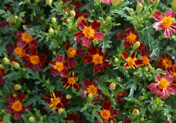 Tagetes tenuifolia Luna Red