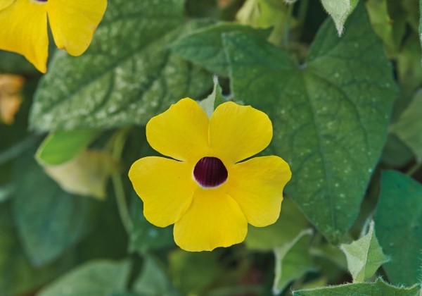 Thunbergia alata Sunny Susy Gold