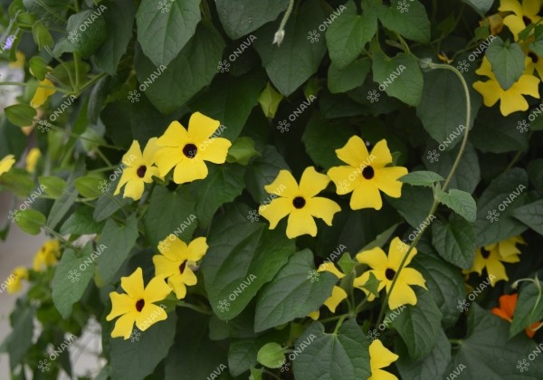 Thunbergia alata Sunny Susy Yellow Dark Eye