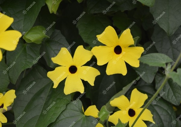 Thunbergia alata Sunny Susy Yellow Dark Eye