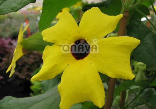 Thunbergia alata Lemon Star