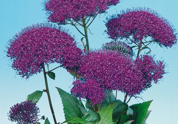 Trachelium caeruleum Pandora