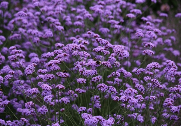 Verbena bonariensis Vanity