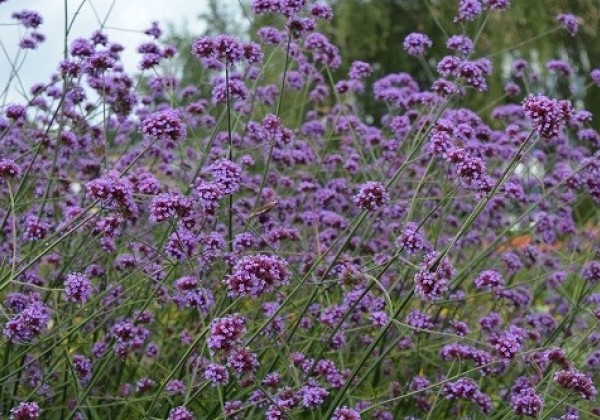 Verbena bonariensis Violetta