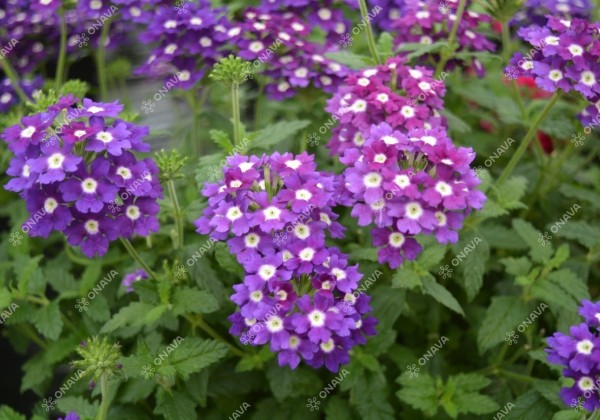 Verbena peruviana Samira Blue with Eye