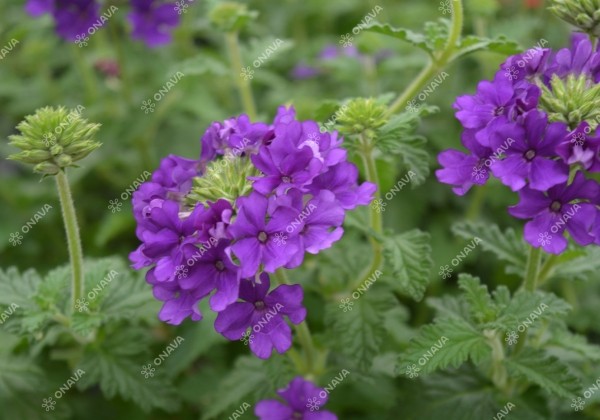 Verbena peruviana Samira Deep Blue