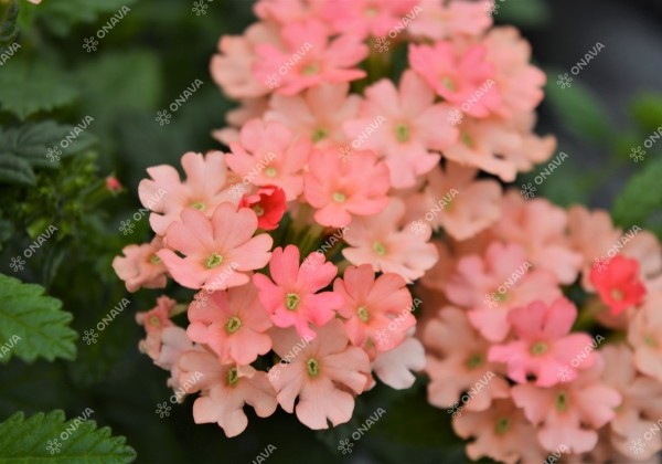 Verbena peruviana Samira Peach