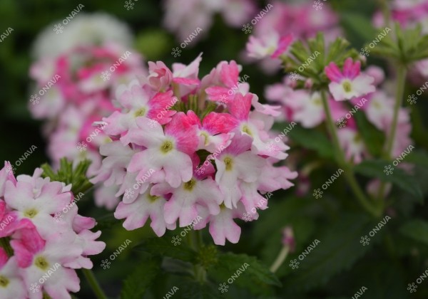 Verbena peruviana Samira Pink Wing