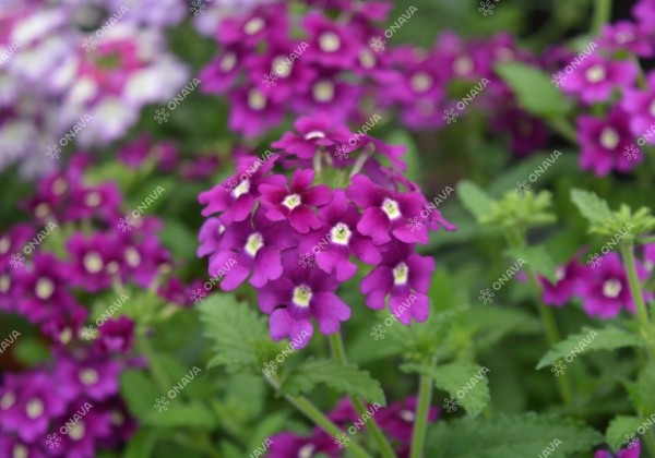 Verbena peruviana Samira Purple Eye
