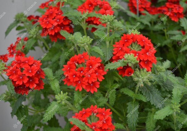 Verbena peruviana Samira Scarlet