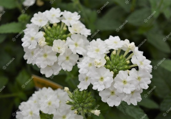 Verbena peruviana Samira White