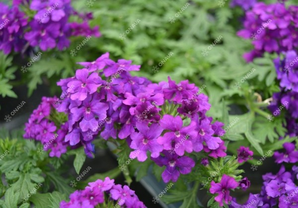 Verbena peruviana Vectura Blue