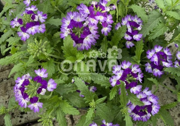 Verbena peruviana Vectura Blue Wing