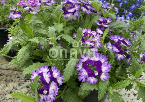 Verbena peruviana Vectura Blue Wing