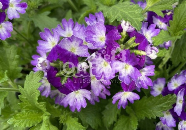 Verbena peruviana Vectura Blue Wing