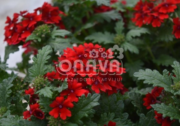 Verbena peruviana Vectura Dark Red
