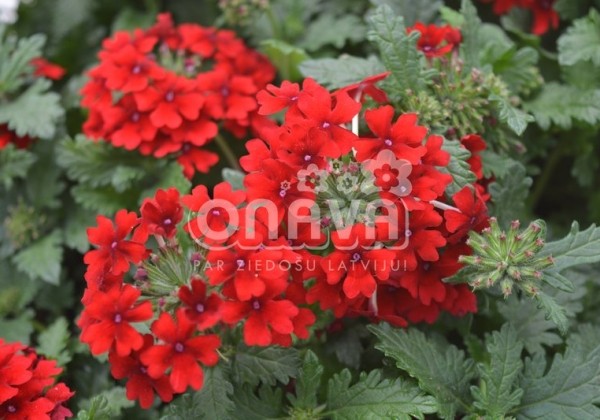 Verbena peruviana Vectura Dark Red