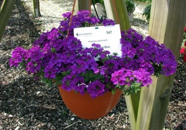 Verbena peruviana Vectura Deep Blue